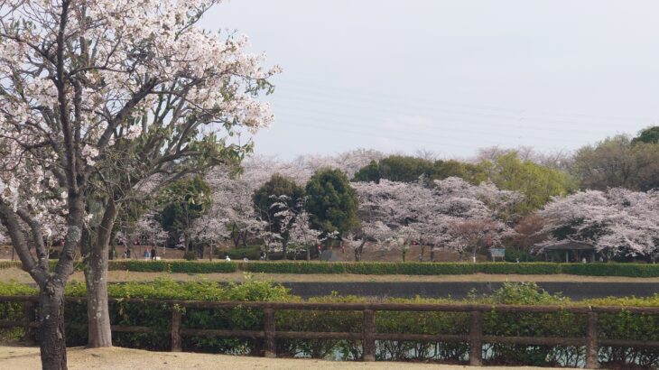 桜満開